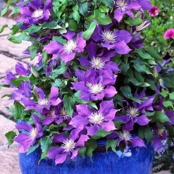 Clematis Chevalier™ Evipo040