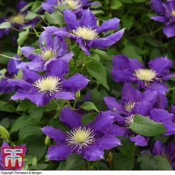 Clematis Chevalier™ Evipo040 -plant CLEM T77113 C
