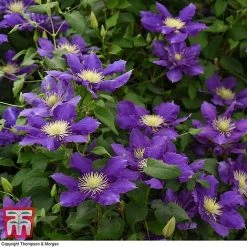 Clematis Chevalier™ Evipo040 -plant CLEM T77113 D
