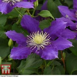 Clematis Chevalier™ Evipo040 -plant CLEM T77113 E
