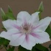 Clematis Corinne™ Evipo063