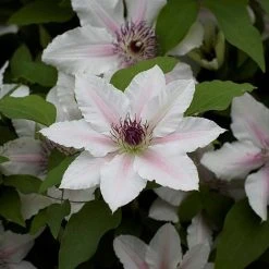 Clematis The Countess Of Wessex™ Evipo073
