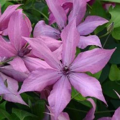 Clematis Patio Collection -plant CLEM T77122 A h