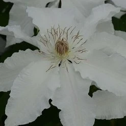 Clematis Hyde Hall&trade; Evipo009 -plant CLEM T77123 C h