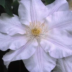 Clematis Ice Blue™ Evipo003