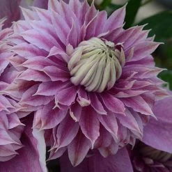 Clematis Josephine™ Evijohill -plant CLEM T77125 C h