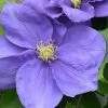Clematis Kingfisher™ Evipo037