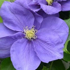 Clematis Kingfisher™ Evipo037