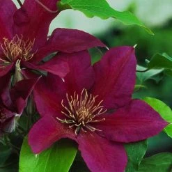 Clematis Picardy™ Evipo024