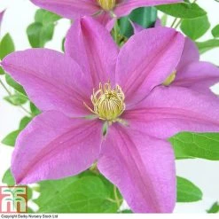 Clematis 'Sally'™ Evipo077 -plant CLEM T77135 A