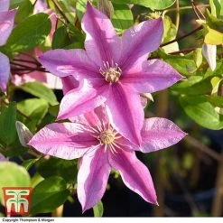Clematis 'Sally'™ Evipo077 -plant CLEM T77135 AA
