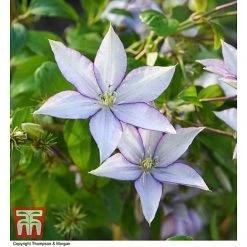 Clematis 'Samaritan Jo'™ Evipo075 16 Clematis 'Samaritan Jo'™ Evipo075 -plant CLEM T77136 AA