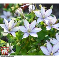 Clematis 'Samaritan Jo'™ Evipo075 17 Clematis 'Samaritan Jo'™ Evipo075 -plant CLEM T77136 BB
