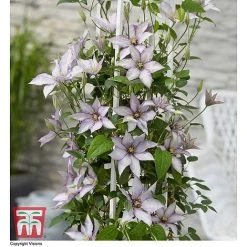 Clematis 'Samaritan Jo'™ Evipo075 18 Clematis 'Samaritan Jo'™ Evipo075 -plant CLEM T77136 CC