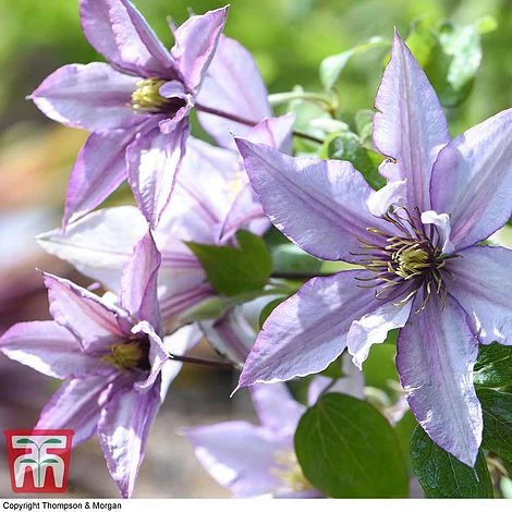 Clematis 'Samaritan Jo'™ Evipo075 3 Clematis 'Samaritan Jo'™ Evipo075 - Image 3