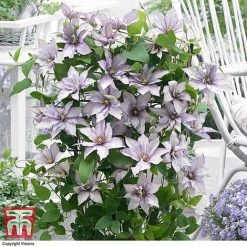 Clematis 'Samaritan Jo'™ Evipo075 19 Clematis 'Samaritan Jo'™ Evipo075 -plant CLEM T77136 DD