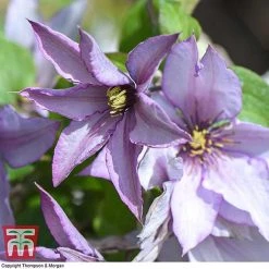 Clematis 'Samaritan Jo'™ Evipo075 13 Clematis 'Samaritan Jo'™ Evipo075 -plant CLEM T77136 E