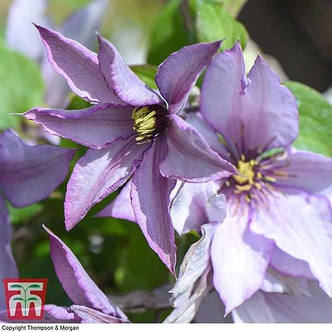 Clematis 'Samaritan Jo'™ Evipo075 4 Clematis 'Samaritan Jo'™ Evipo075 - Image 4