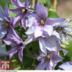 Clematis 'Samaritan Jo'™ Evipo075 14 Clematis 'Samaritan Jo'™ Evipo075 -plant CLEM T77136 F
