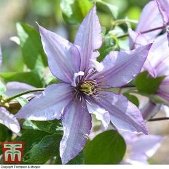 Clematis 'Samaritan Jo'™ Evipo075 15 Clematis 'Samaritan Jo'™ Evipo075 -plant CLEM T77136 G