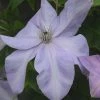 Clematis Shimmer™ Evipo028
