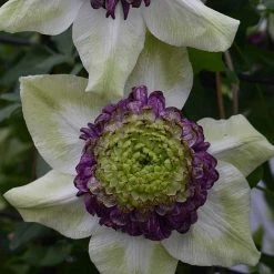 Clematis Viennetta™ Evipo006