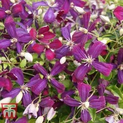 Clematis 'Sweet Summer Love' -plant CLEM T79781 C