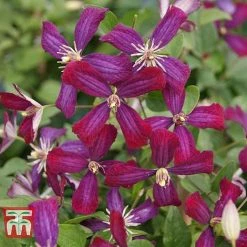 Clematis 'Sweet Summer Love' -plant CLEM T79781 D