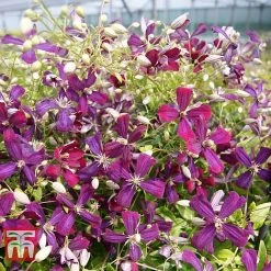 Clematis 'Sweet Summer Love' -plant CLEM T79781 F