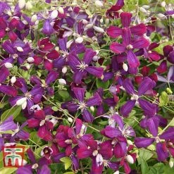 Clematis 'Sweet Summer Love' -plant CLEM T79781 G