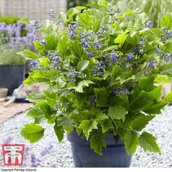 Clematis 'New Love' -plant CLEM TJ55647 B1