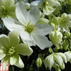 Clematis X Cartmanii 'Avalanche' -plant CLEM TKA0821 A