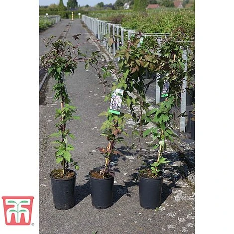 Clematis Montana Var. Rubens 'Tetrarose' 2 Clematis Montana Var. Rubens 'Tetrarose' - Image 2