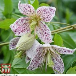Winter Flowering Clematis Trio -plant CLEM WKB4690 D