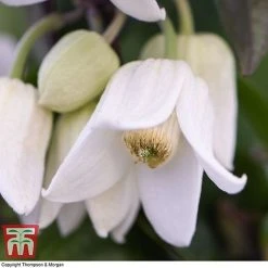 Clematis Urophylla 'Winter Beauty' -plant CLEM p88973 D
