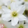 Clematis X Cartmanii 'Avalanche'