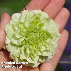 Clematis Florida 'Manju' -plant CLEM MANJU S50983