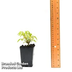 Clematis Napaulensis -plant CLEM NAPAUL7CM T44183