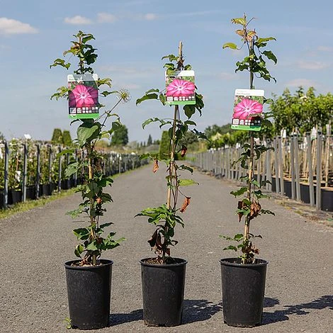 Clematis 'Red Passion' 2 Clematis 'Red Passion' - Image 2