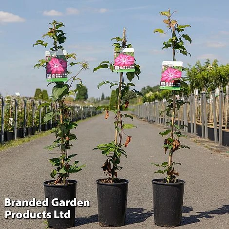 Clematis 'Red Passion' 1 Clematis 'Red Passion'