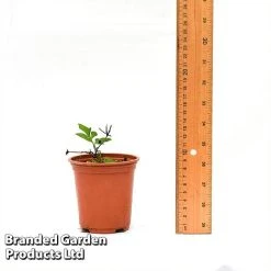 Clematis Florida 'Sieboldii' -plant CLEM SIEBOL9CM T44180