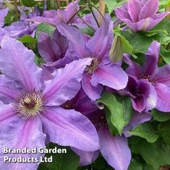 Clematis ‘Tumaini' (Evigsy151) -plant CLEM TUMAINI S49870