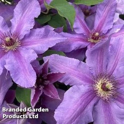 Clematis ‘Tumaini' (Evigsy151) -plant CLEM TUMAINI S49872