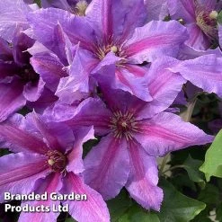 Clematis ‘Tumaini' (Evigsy151) -plant CLEM TUMAINI S49873