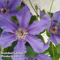 Clematis ‘Tumaini' (Evigsy151) -plant CLEM TUMAINI S49874
