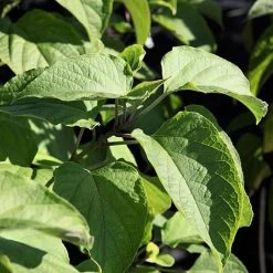 Clerodendrum Trichotomum -plant CLER T73834 A h