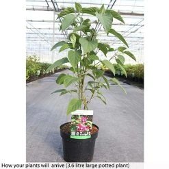 Clerodendrum Trichotomum -plant CLER T73834 B h