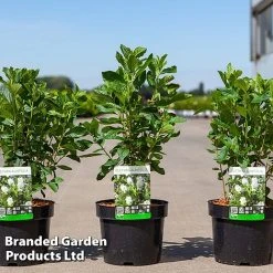 Clethra Alnifolia 'Vanilla Spice'