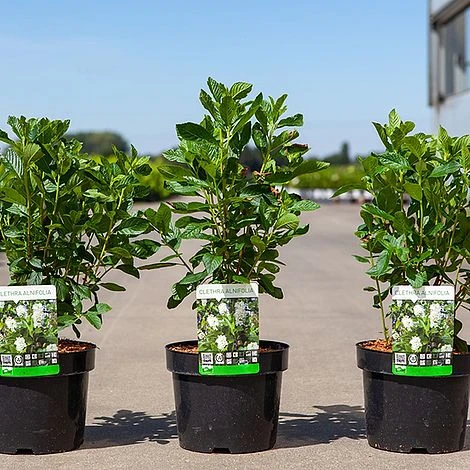 Clethra Alnifolia 'Vanilla Spice' 2 Clethra Alnifolia 'Vanilla Spice' - Image 2