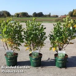 Clethra Alnifolia 'Anne Bidwell'